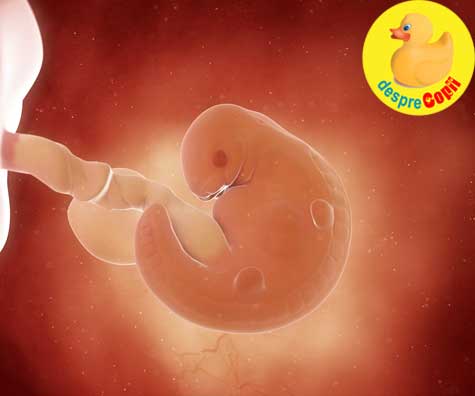 In burtica mamei -  inima unui fat incepe sa pompeze sange la 6 saptamani de sarcina