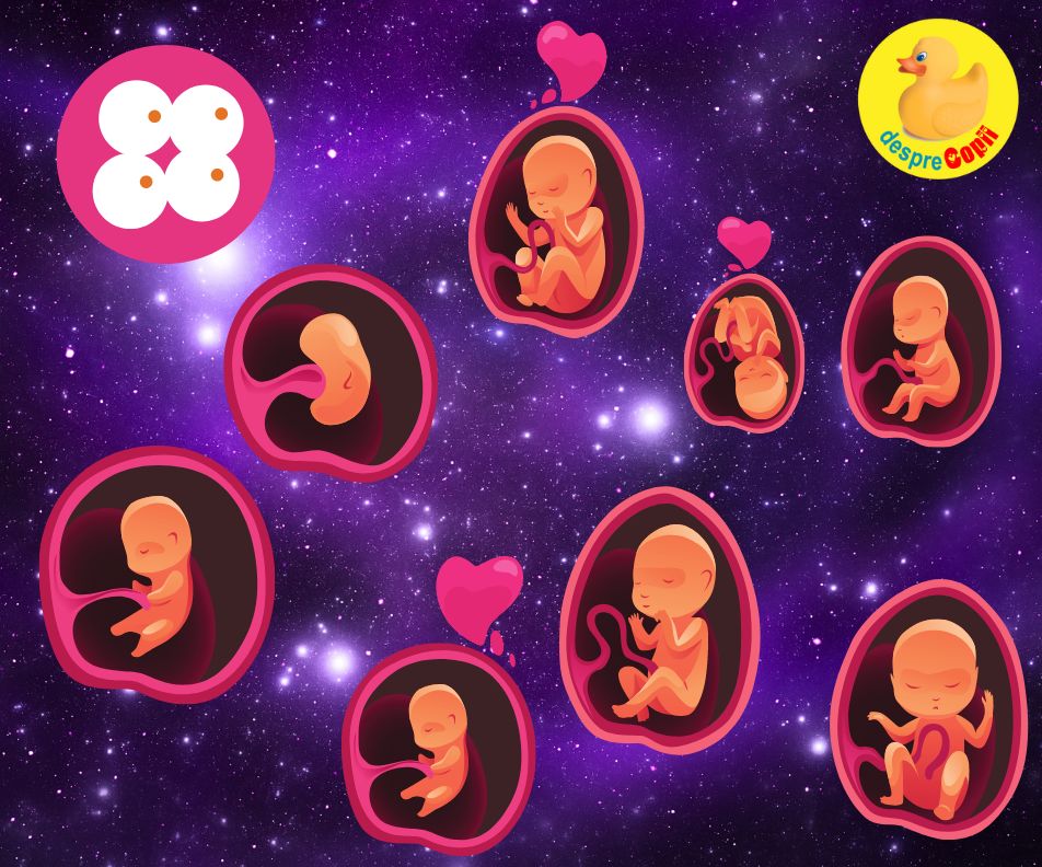 Sarcina -  principalele etape ale dezvoltarii fetale -  evenimente importante prin care trece bebe cand creste in burtica