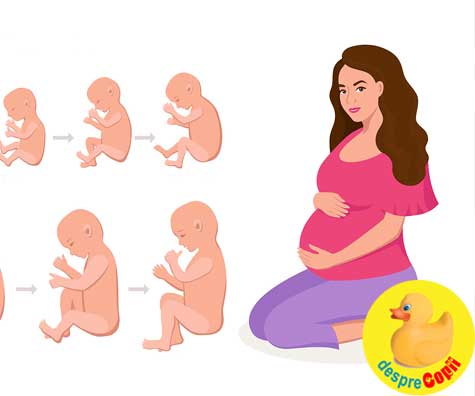 Cele 5 etape cruciale ale sarcinii -  dezvoltare in etape esentiale si schimbari importante