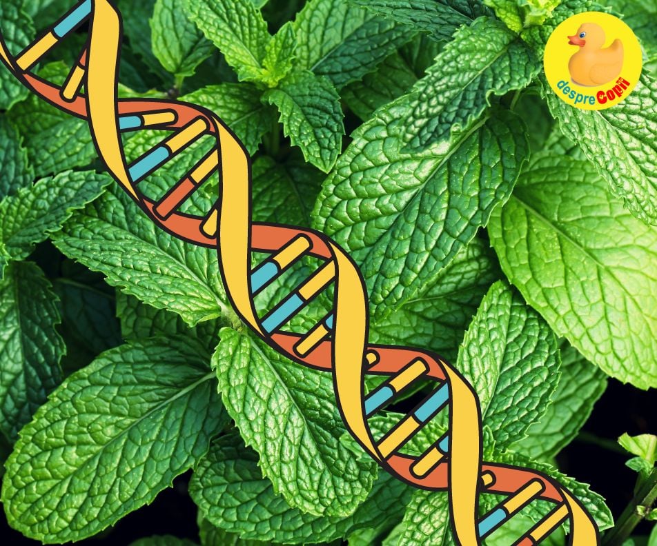 Ce fel de gene vegetale ai putea avea -  incursiune fascinanta in natura si genetica