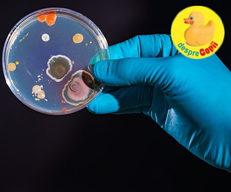 Bacteriile din colon si rolul lor in stimularea imunitatii