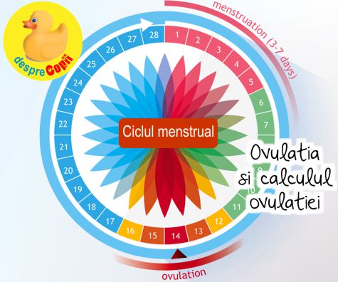 Ovulatia si calculul ovulatiei prin metoda calendarului - informatii cheie daca iti doresti un copil -  CALCULATOR