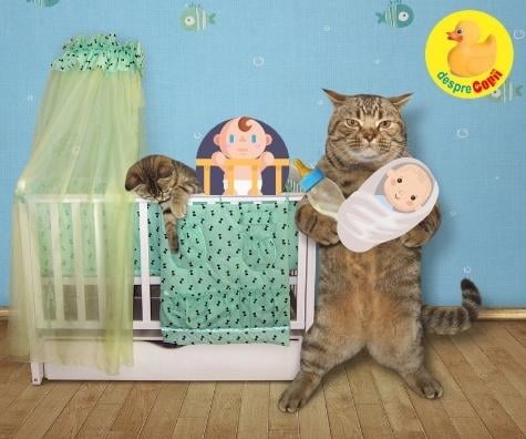 Cum imprietenim si familiarizam pisica cu venirea nou-nascutului acasa -  strategii si sfaturi necesare