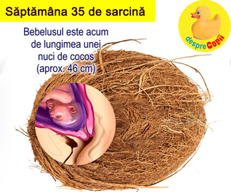Saptamana 35 de sarcina -  bebe creste in continuare si se acopera cu grasime (VIDEO)