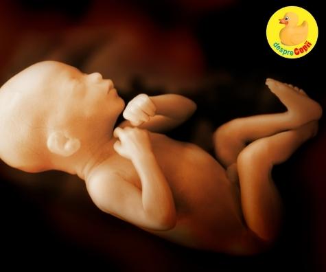 Bebelusii prematuri -  oare bebelusii prematuri incearca sa scape de burtica mamei?