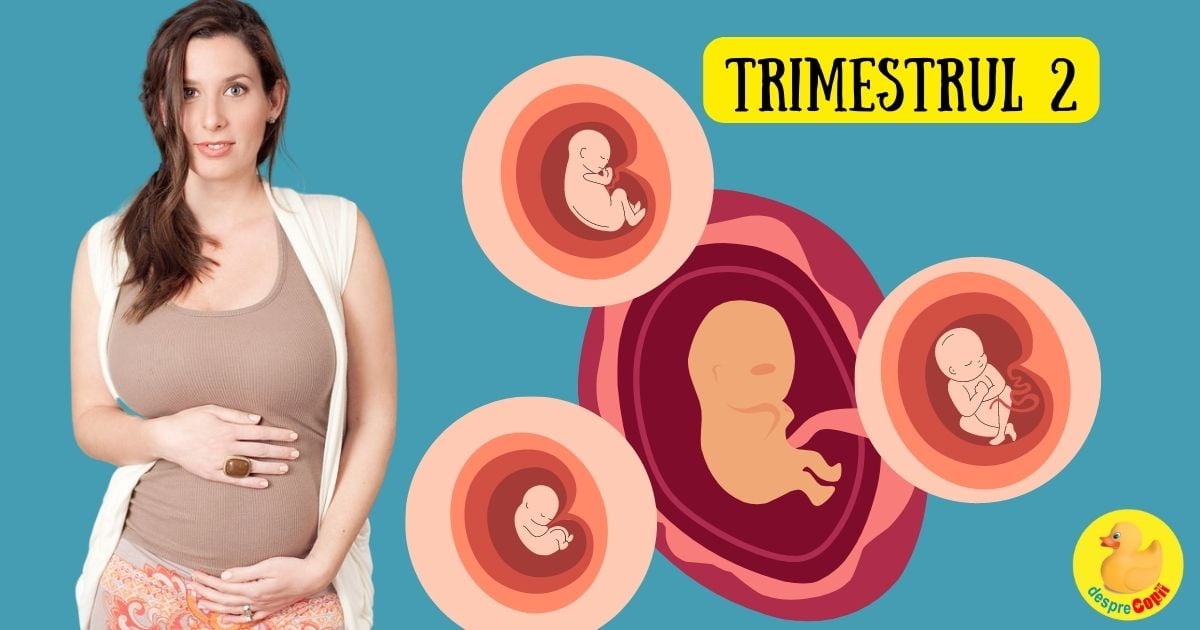 Al doilea trimestru de sarcina - trimestrul de miere al sarcinii -  simptome specifice, momente importante si evolutie pe saptaman