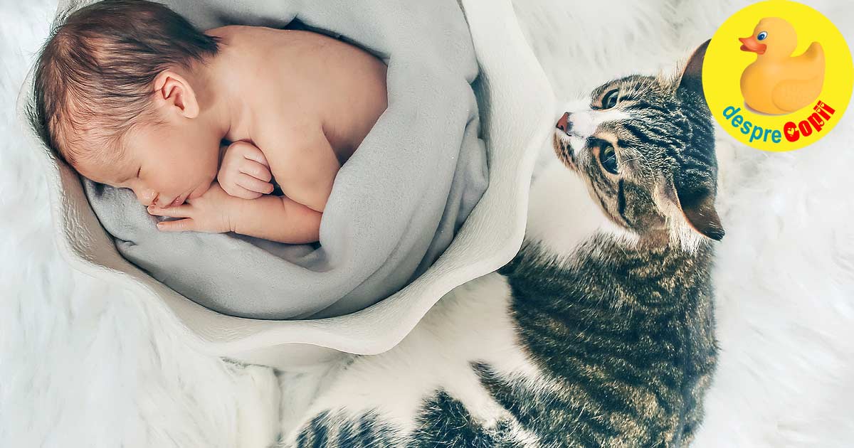Cum facem cunostinta pisicii cu nou-nascutul si cum ne asiguram ca stie regulile