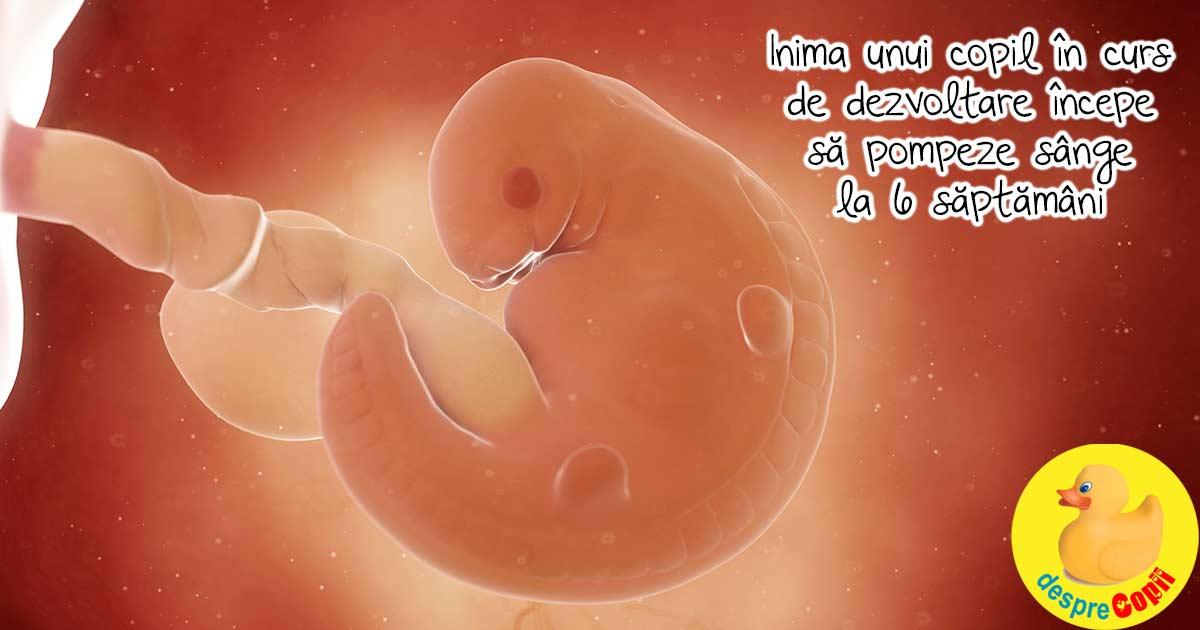 In burtica mamei -  inima unui fat incepe sa pompeze sange la 6 saptamani de sarcina