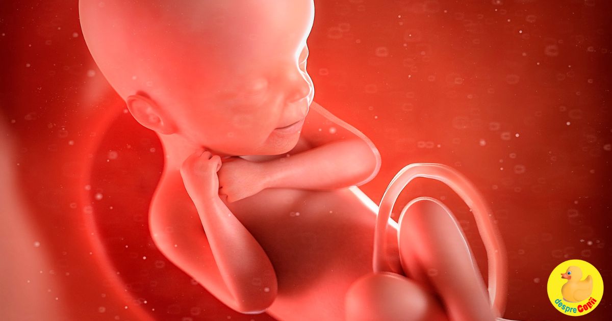 Evolutia sarcinii -  bebelusii plutesc in uter inca din prima saptamana de viata