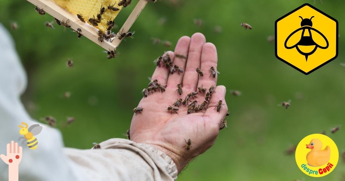 Intepatura de albina sau viespe -  iata ce e de facut si ce riscuri sunt