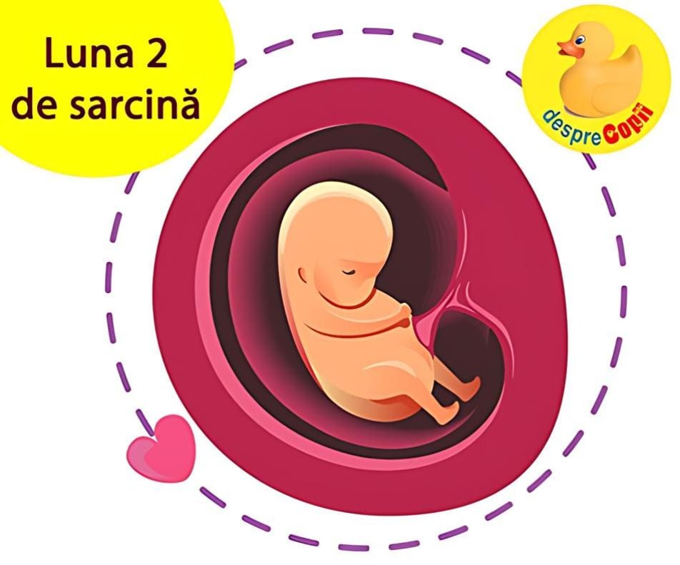 Luna 2 de sarcina. La apogeul greturilor si prima bataie a inimii bebelusului tau