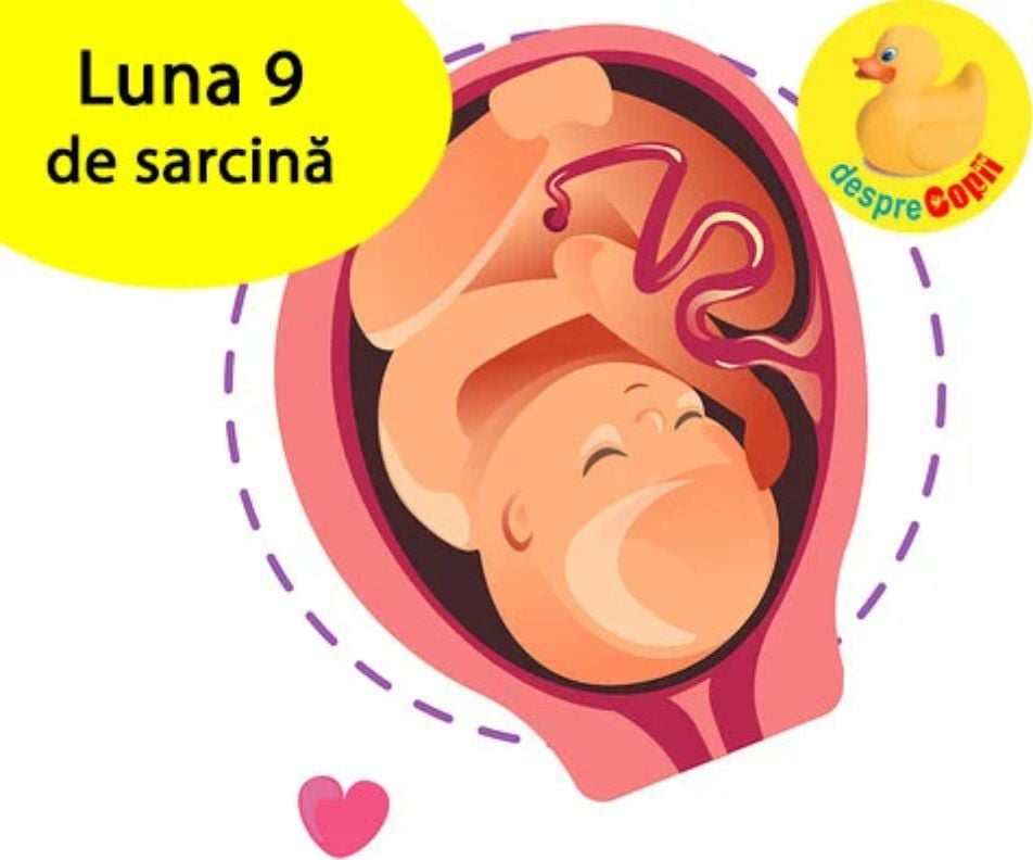 Luna 9 de sarcina - bebelusul si balena se pregasc de marea intalnire