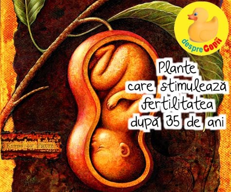 Plante care stimuleaza fertilitatea femeii dupa 35 de ani