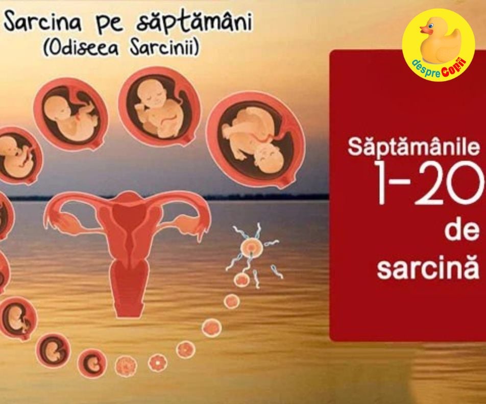 Sarcina pe saptamani -  de la saptamana 1 pana la saptamana 20