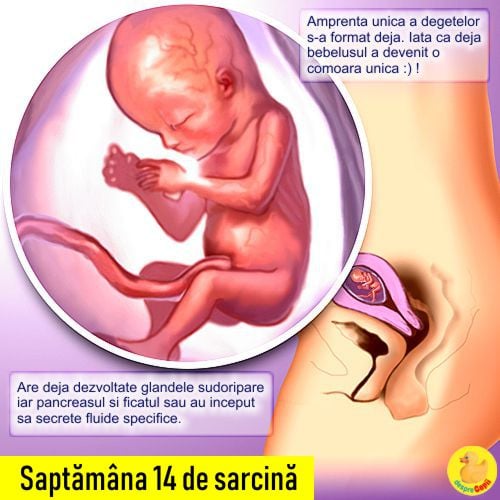 Saptamana 14 De Sarcina De Acum Bebe Are O Amprenta Unica Desprecopii Com