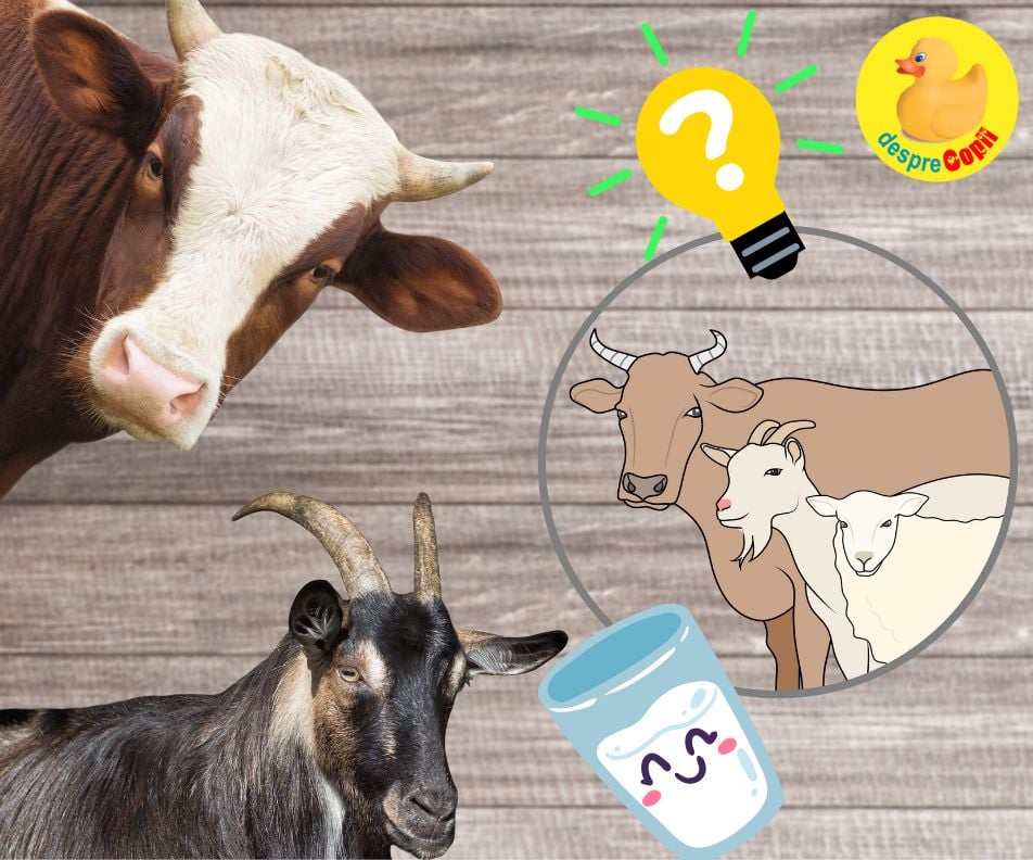 Laptele de vaca vs. laptele de capra: Beneficii si comparatie nutritionala - Infografic